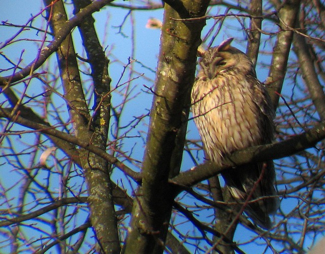 Roost gufi in pericolo ad Ostellato (Fe)